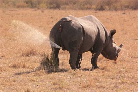 15 Things You Might Not Know About Rhinos Mental Floss