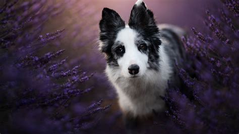 Border Collie Dog Is Standing In Purple Flowers Field Hd Dog Wallpapers