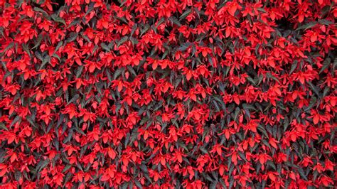 Download Wallpaper 3840x2160 Begonia Flowers Red