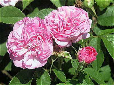 Shareholder equity is the diff. Plants & Flowers » Rosa Damascena