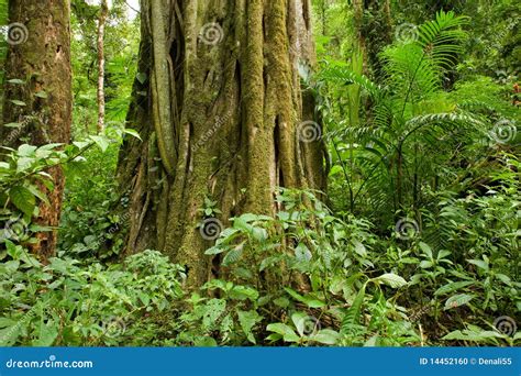 Tree Trunk In Rain Forest Stock Photo Image Of Green 14452160