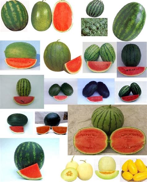 different types of melon