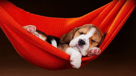 Download Hammock Sleeping Puppy Dog Animal Beagle Hd Wallpaper