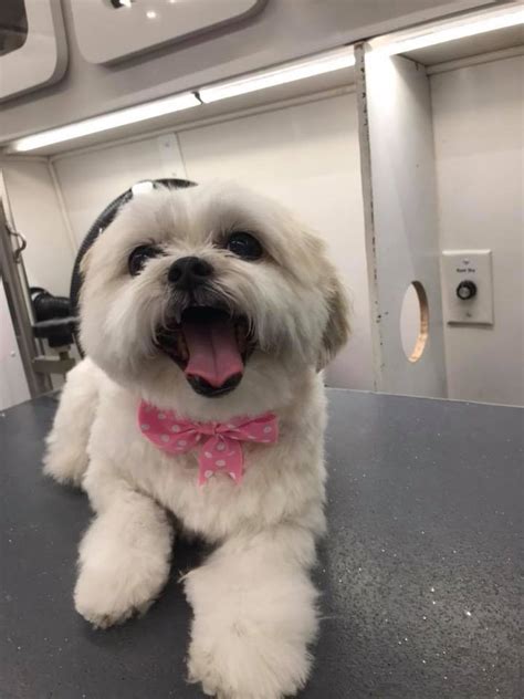 They are an essential service the irs provides when a tax issue cannot be resolved online or by phone. How do I proceed to make an appointment? | Mobile Pet ...