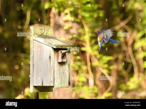 Blue Birds Nesting And Feeding Stock Photo Alamy