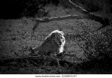 White Lion Kruger National Park Stock Photo 2228895147 Shutterstock