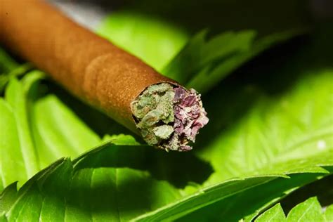 A Guide To The Types Of Infused Pre Rolled Joints Oc Ac Blogs