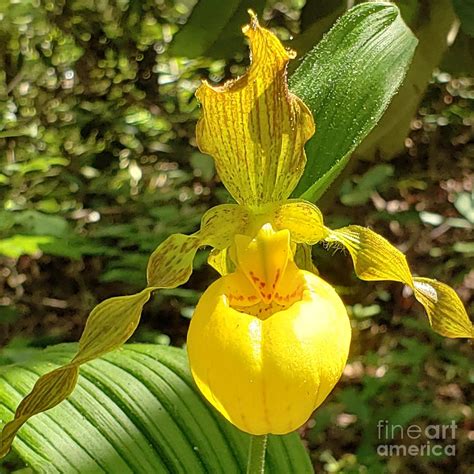 Yellow Lady Slipper Orchid Photograph By Anita Adams Pixels