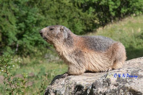 Alpine Marmot Flora And Fauna Of Late Pleistocene Southeast France 44