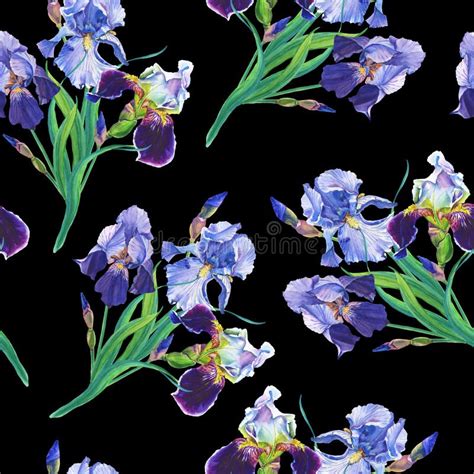 Blue And Violet Irises Watercolor Flowers On A White Background