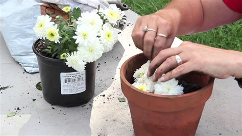 How To Propagate Mums By Cuttings Planting And Caring For Mums Youtube