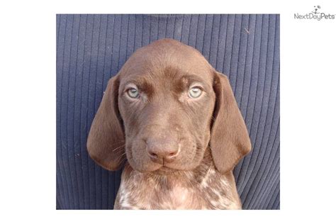 Some pups have liver roan coats and oth. German Shorthaired Pointer Puppies For Sale Sacramento