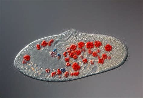 A Single Celled Organism Called Paramecium Caudatum Which Had Been Fed