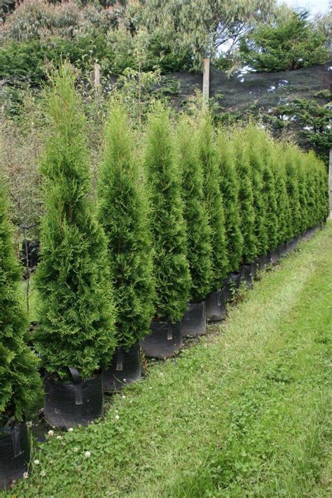 Thuja Occidentalis Pyramidalis Upright Conifer Easy Big Trees