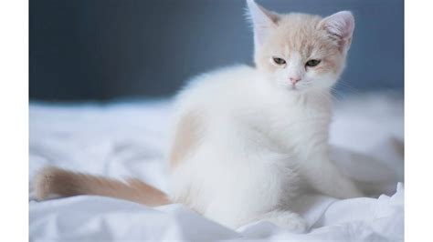 10 New Cute White Cat Pictures Full Hd 1920×1080 For Pc Desktop 2020