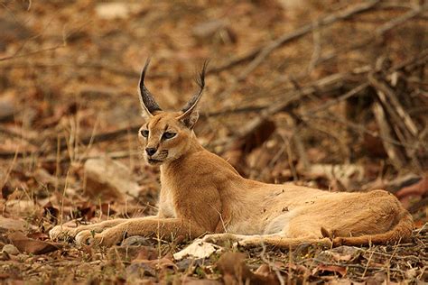 Is The Enigmatic Caracal In Line To Becoming Indias Second Wild Cat