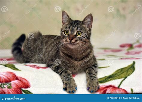 Charming Striped Cat Stock Photo Image Of Creature Interested 76702318