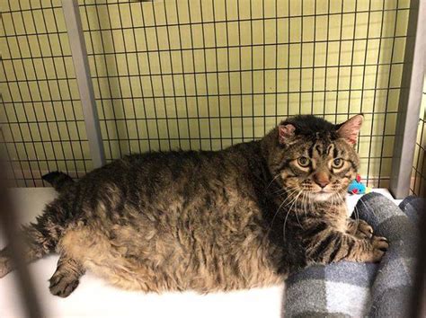 Meatloaf The 30 Pound Cat Is Dead But His Story Lives On