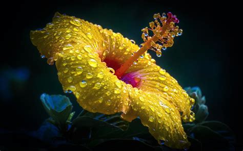 Yellow Hibiscus Hd Wallpaper Background Image