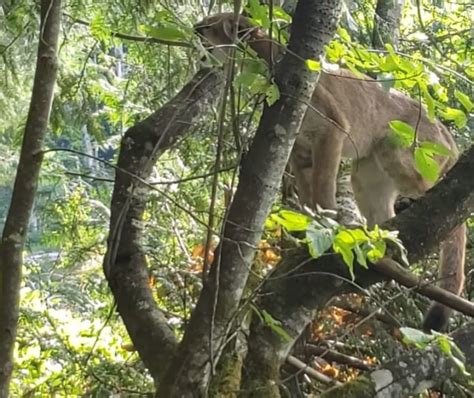Vancouver Island Woman Captures Close Encounter With Cougar Video