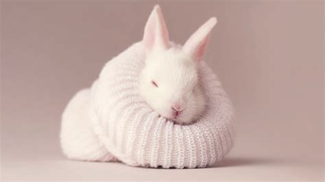 White Rabbit Newborn Bunny Covered With Woolen Knitted Cloth Hd Rabbit