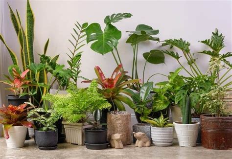 15 Gorgeous Tropical Plants That Thrive Indoors Gardening Chores 1