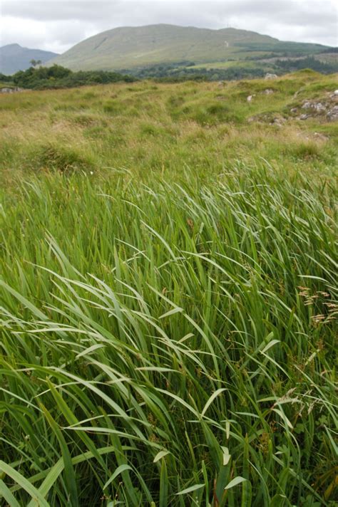 Grass Blowing In The Wind On The Island Of Mull In Scotland