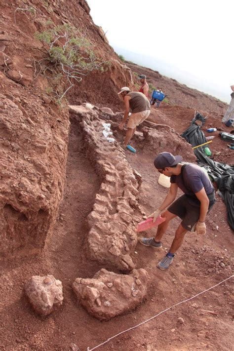 Fossils Of Oldest Member Of Huge Dinosaur Group Found In Argentina