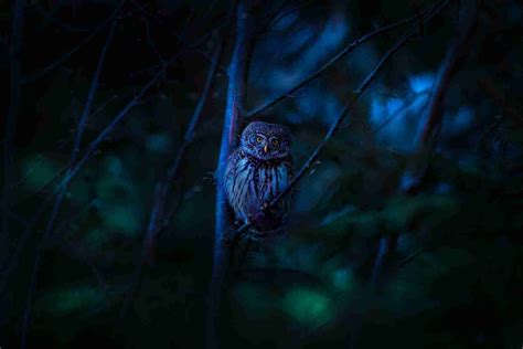 What Time Of Night Do Owls Come Out