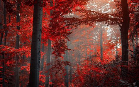Free Download Red Nature Wallpapers 1920x1200 For Your Desktop