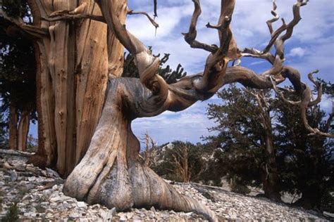 Beautiful Trees With Unusual Forms From Around The World 13 Pics