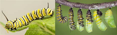 19 Weird But Common Caterpillars In Ohio Id Guide 2022