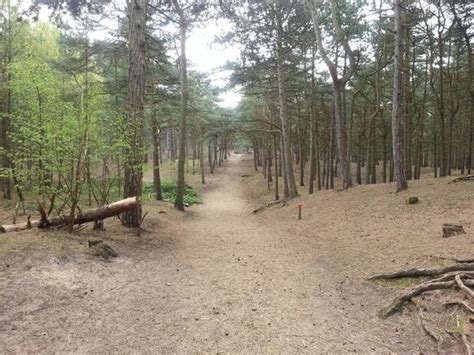 The sand dunes were formed as the crosby channel gradually silted up and the sea receded. Dunes - Picture of Freshfield Squirrel Reserve, Formby ...