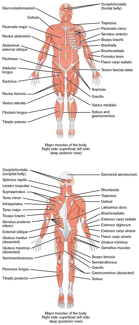 Muscular System Medical Terminology For Healthcare Professions