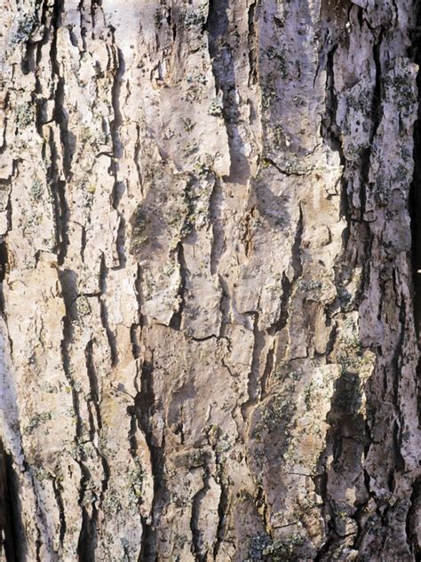 White Oak Bark - NutraSkin USA