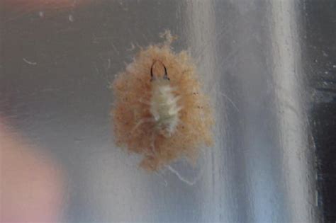 Lint Ball Like Insect Bugguidenet