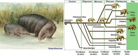 Evolucion Del Elefante Wikia Evolución De Animales Fandom Powered
