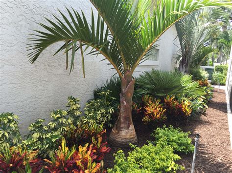 Transform Your Backyard Oasis With These Creative Palm Tree Ideas