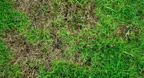 If you want to treat the lawn yourself, put a sample of the fungus in a sealed clear plastic sandwich bag. How to Treat St. Augustine Grass Fungus & Get Rid of Brown Patches in Lawn in 2020 (With images ...