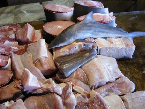 Is shark meat halal or haram : Stingray's Meat products,Indonesia Stingray's Meat supplier