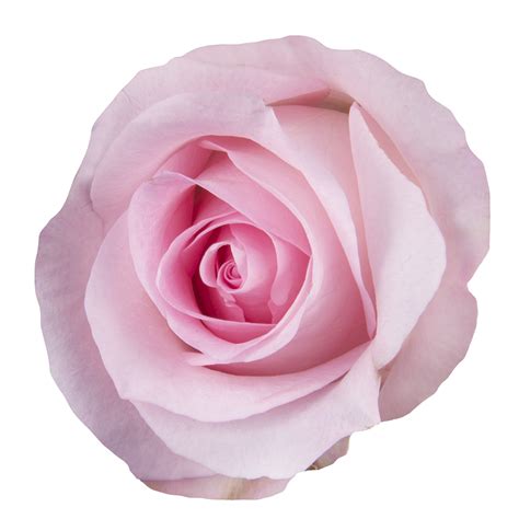 Ecuadorian Rose Sweet Akito The Queens Flowers