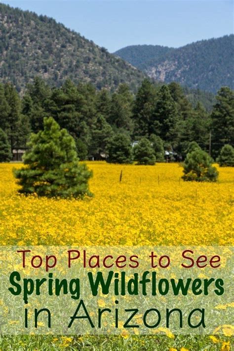 Top Places To See Spring Wildflowers In Arizona Places To See Best