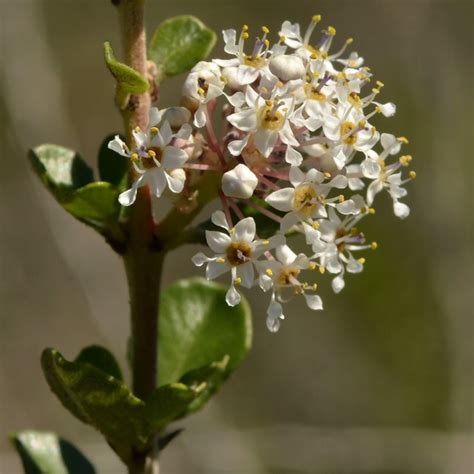 Sweet Smelling White Flowers Of Native Buck Brush Ceanoth Flickr