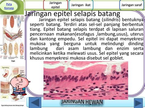 Saraf pusat(otak) dan tepi (perifer). PPT - JARINGAN HEWAN VERTEBRATA PowerPoint Presentation ...