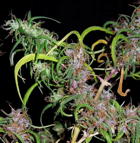 Purple Haze Ace Seeds Cannabis Strain Gallery