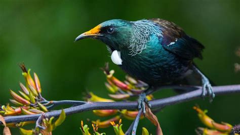 Could native birds replace pesticides? | Stuff.co.nz