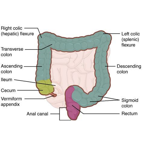 Colon Anatomy Diagram