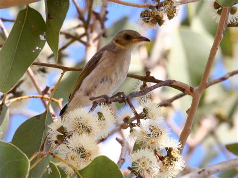 Fuscous Honeyeater Photo Image 4 Of 6 By Ian Montgomery At Au