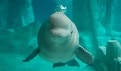 Do Beluga Whales Have Knees No Heres What They Really Are