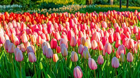 Holland Tulips Wallpapers Top Free Holland Tulips Backgrounds